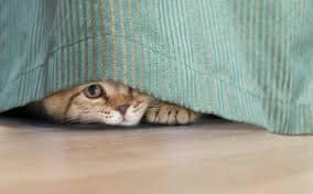 Have you ever been overwhelmed with the noise that you want to run and hide?